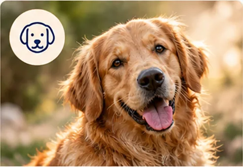 Golden retriever in the evening light