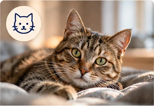 Tabby cat lying relaxed on a blanket