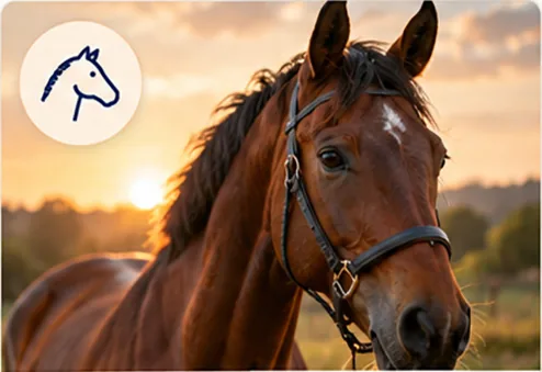 Horse's head at sunset